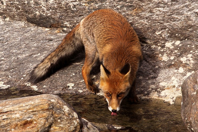 112 - fox drinking - BACLE jean claude - france.jpg